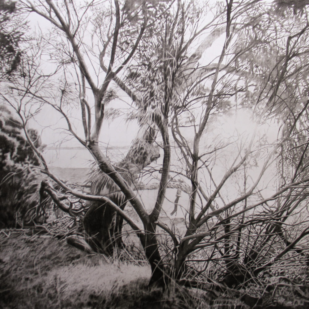 Mortimer Bay Sheoak 103x153cm Charcoal on Paper