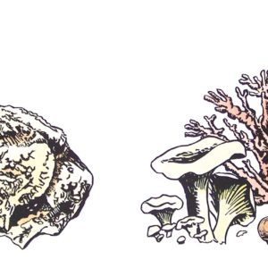 Jonas Ropponen - Two Toads Together and Toadstools