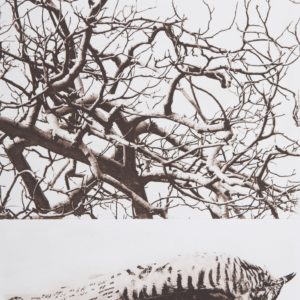 Christine Willcocks - Birdwood