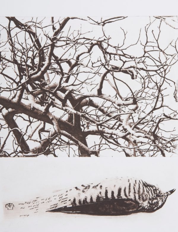 Christine Willcocks - Birdwood