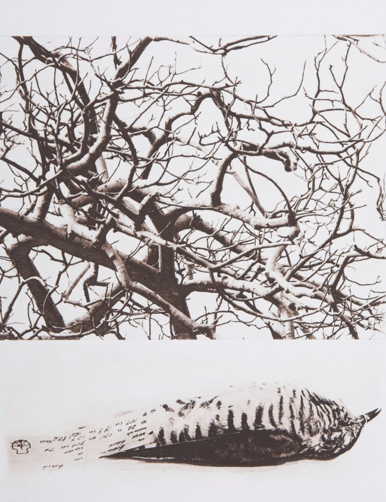 Solar plate etching
Edition of 40
Image size: 31 x 26 cm
Paper size: 41 x 26 cm
PCA Print Commission 2008
Habitat loss is a major cause of species extinctions and the decline of ecosystems. This work, entitled Birdwood, refers to the accelerating loss of both fauna and flora, leaving a space that demands urgent action through conservation and restoration,