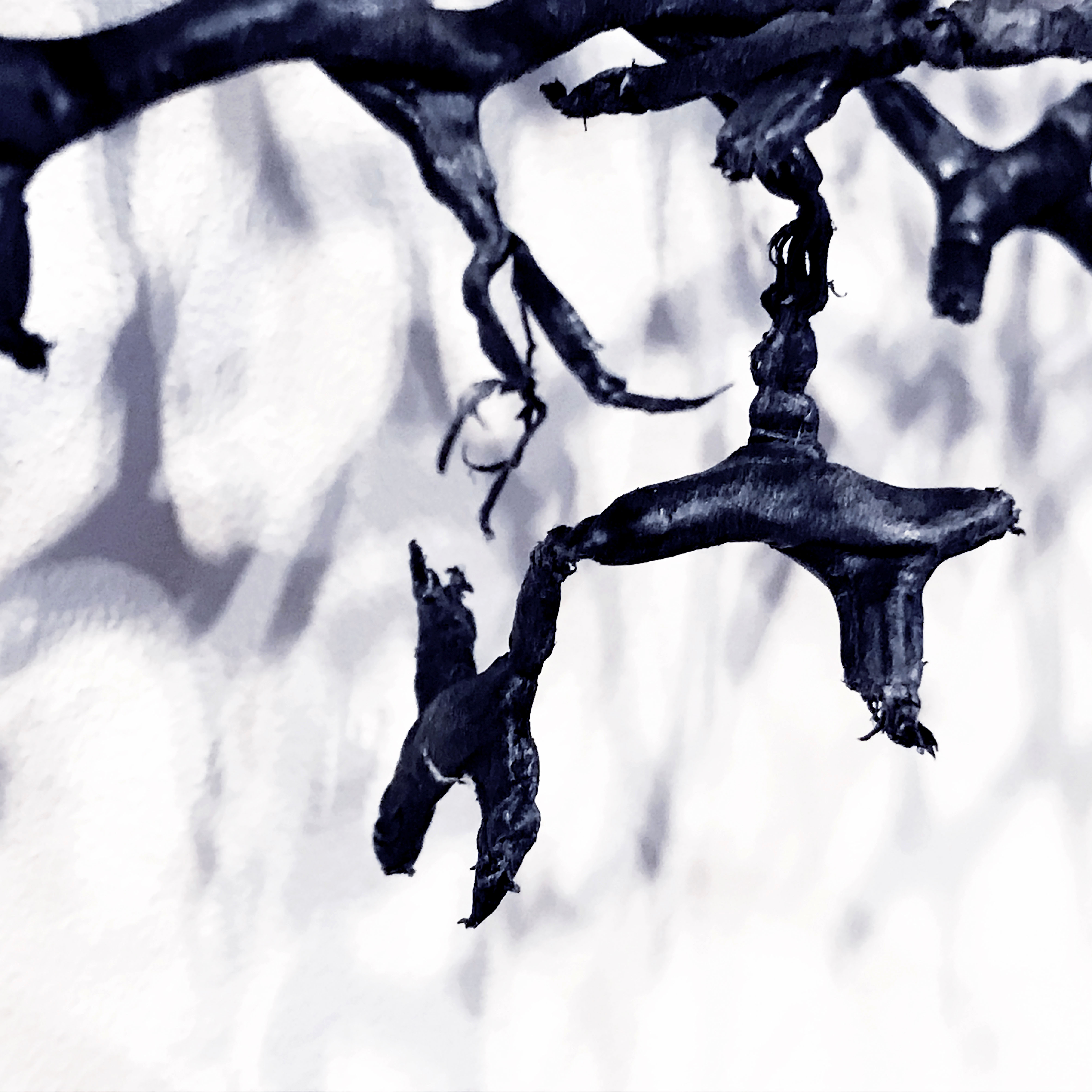 6. Carmel Wallace, Fragmented 4 2020 pigment print 40 x 40 cm