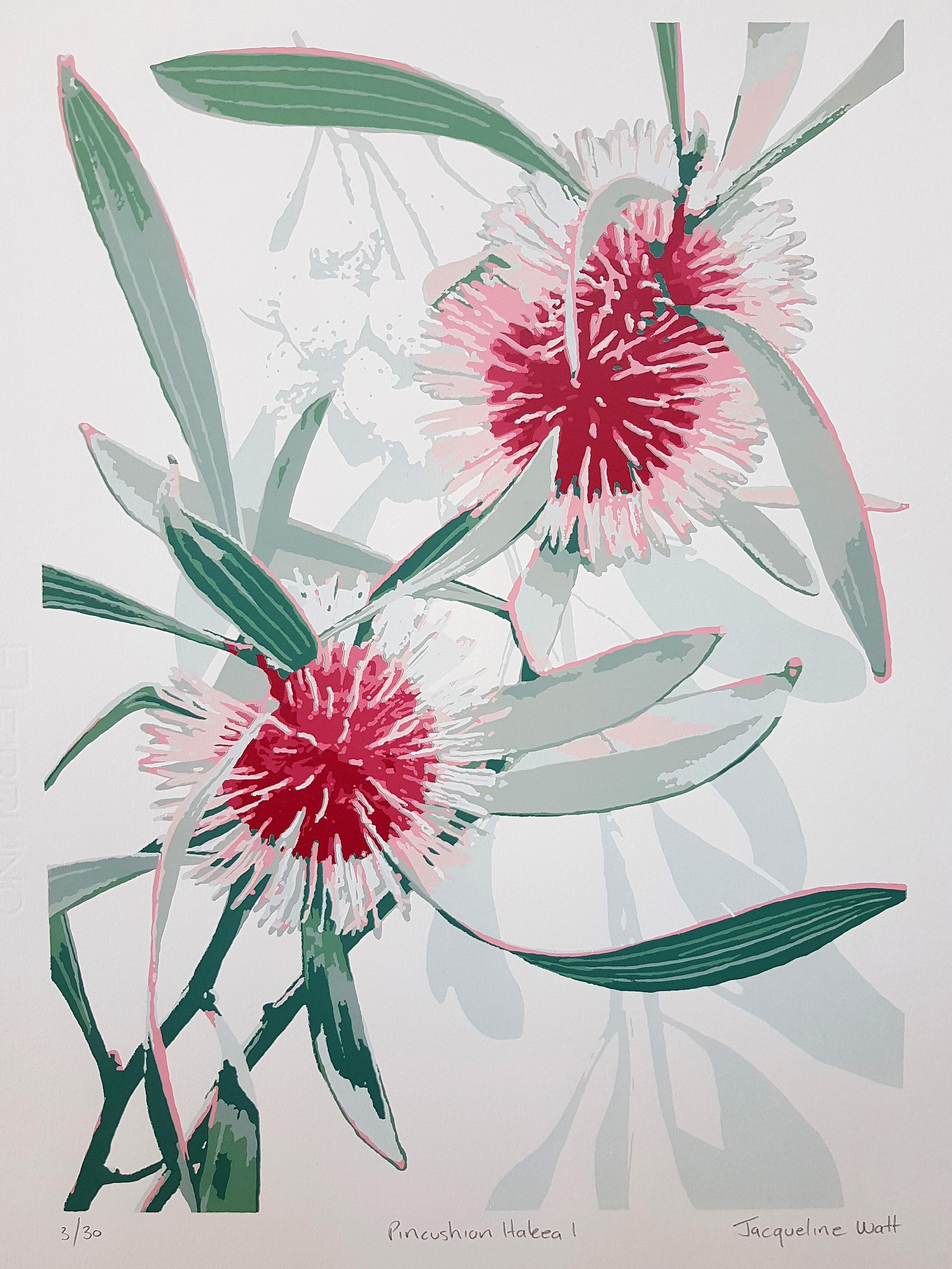 Jacqueline Watt - Pincushion Hakea 1 2020