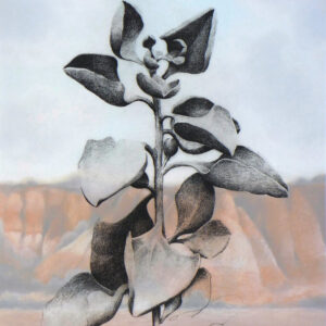 Christine Johnson - Saltbush