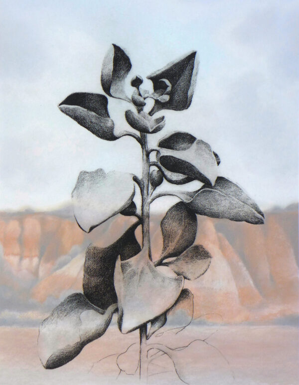 Christine Johnson - Saltbush