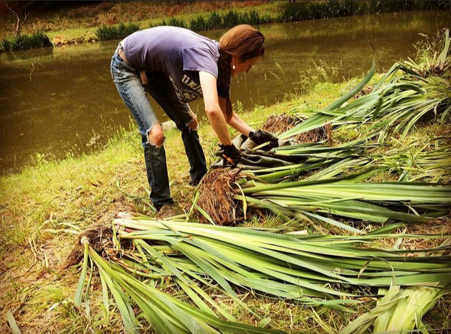 PCA_Singel_Harvest_Action