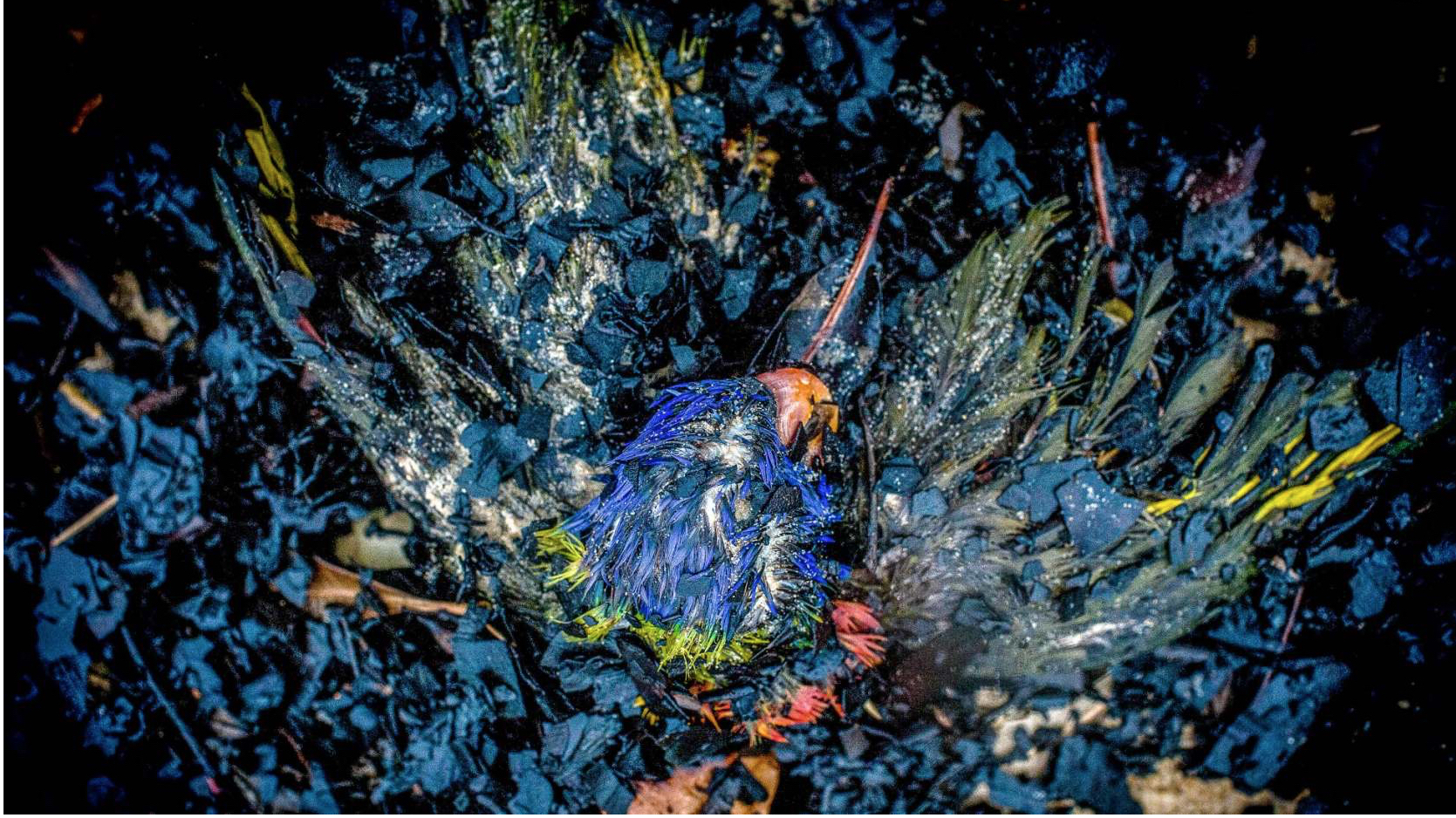 10_Rachel Mounsey_Rainbow Lorikeet remains_BIG copy