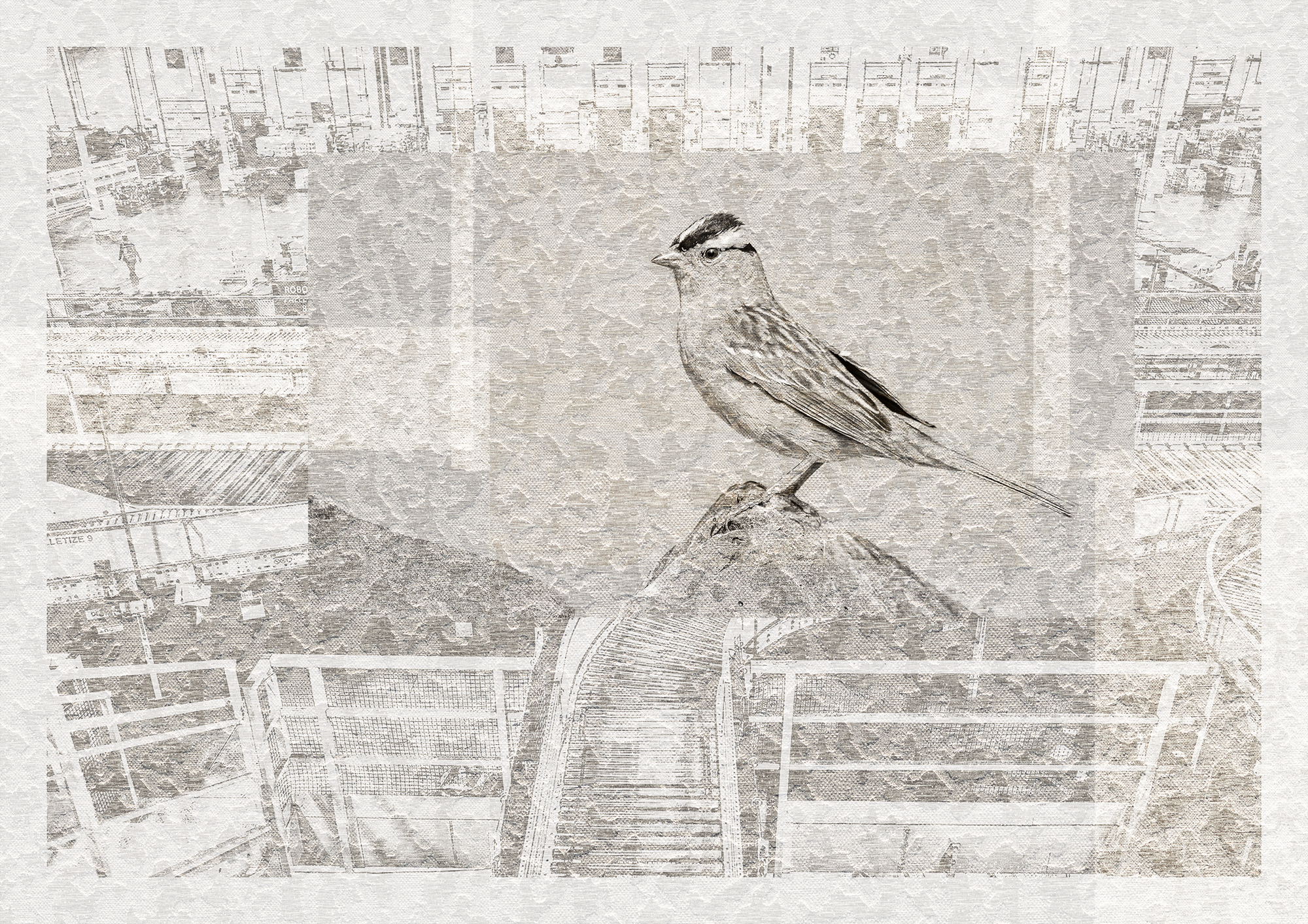 4_Eugenia Lim_White-crowned Sparrow_high res copy