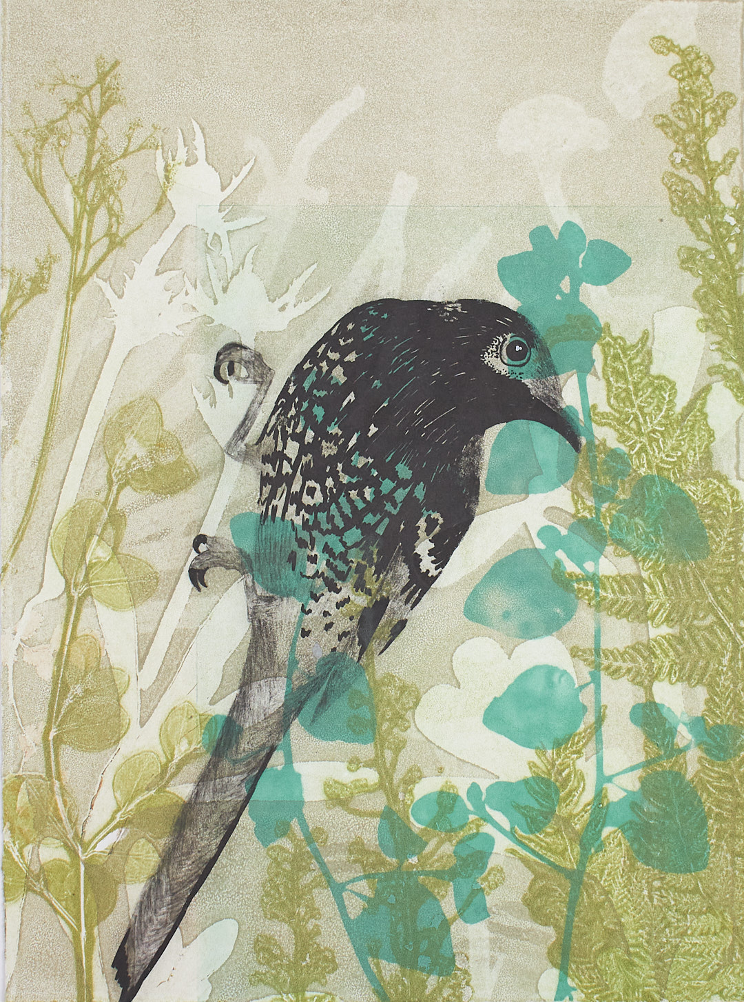 2. Regent Honeyeater Watching Multiplate Solar Etchings and Monotype Unique State 2023 TRUDY RICE WEB