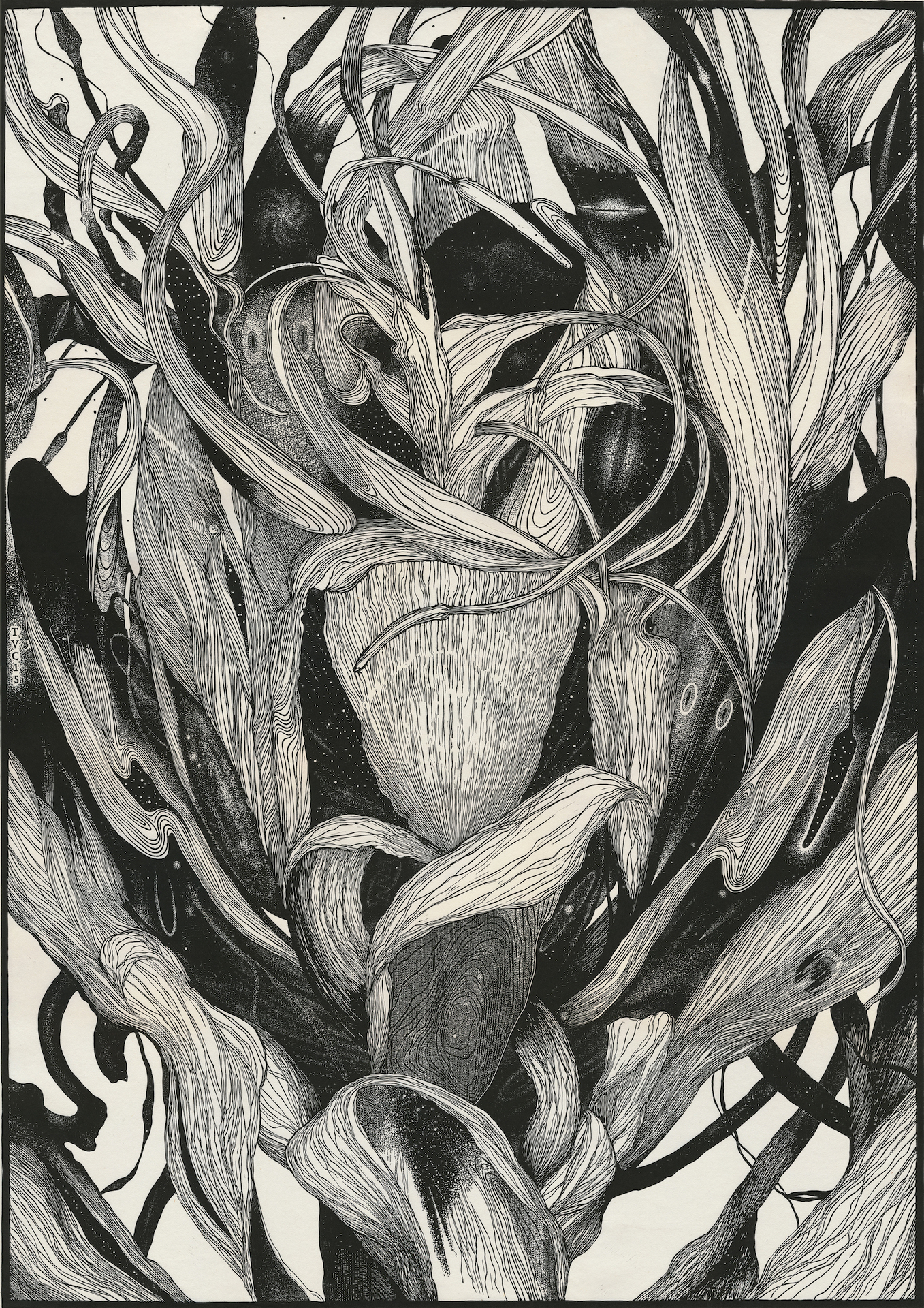 The Night Lily Head - Tony Ameneiro