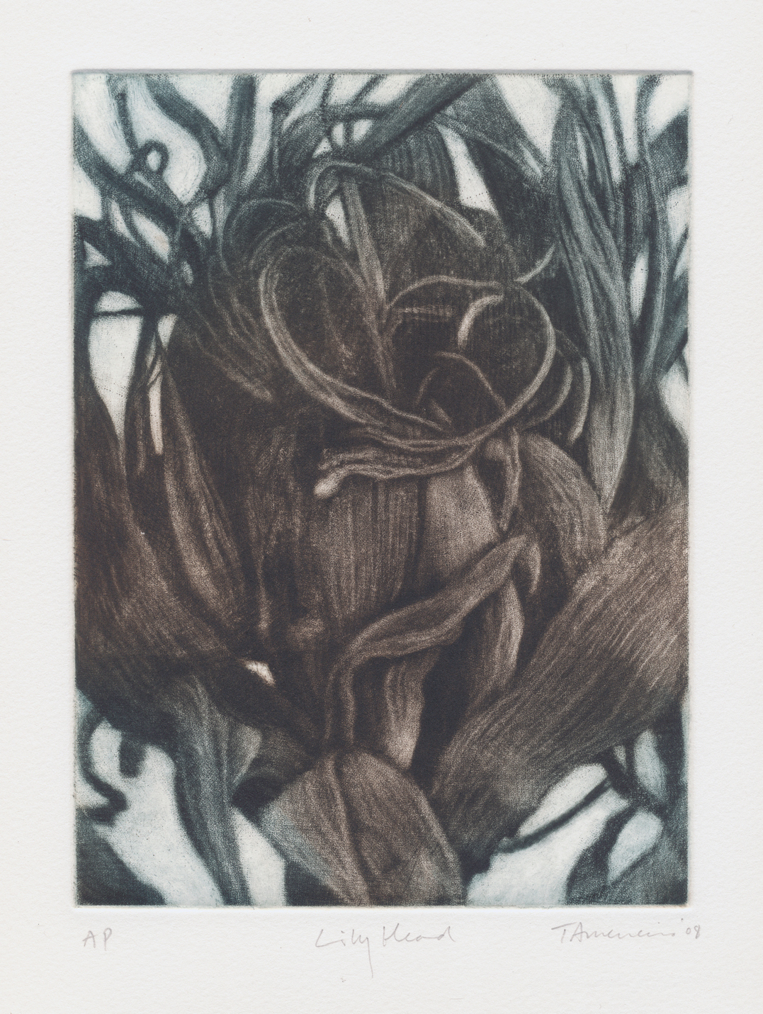 Tony Ameneiro - Lily Head - Artist Proof, 2008 - Mezzotint with colour - 20 x 15 cm