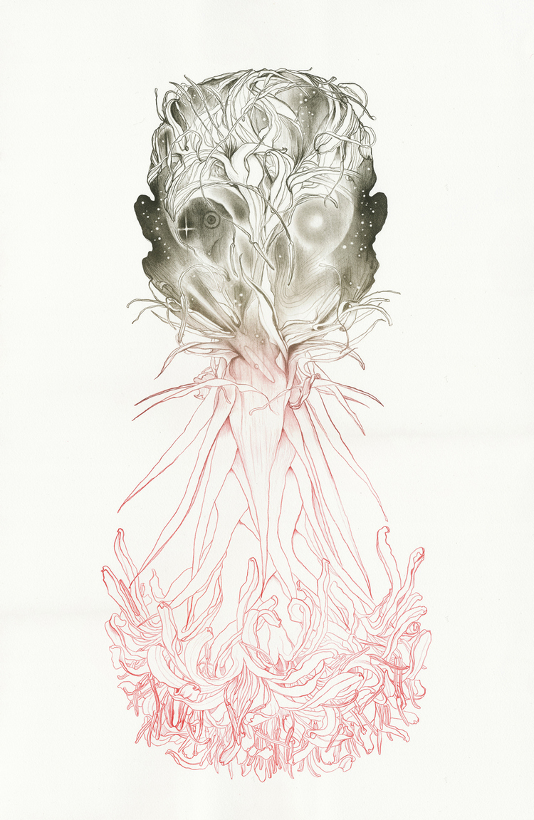 Tony Ameneiro - The Night Lily Head Over Lily Head, 2013 - 70x40cm - Colour lithograph