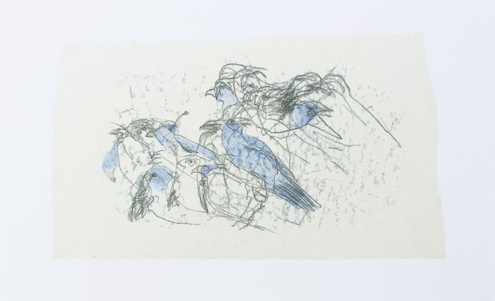 Julie Mia Holmes_ Bowerbirds