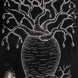 Nathan Thomas | Mighty boab tree (joomooloony) of the Kimberley