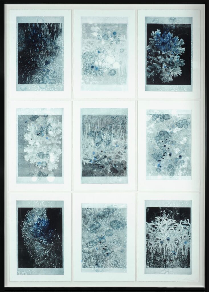 Lisa Sewards evokes the beauty of coral reefs in her new exhibition.